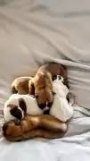 Französische Bulldogge Mix welpen