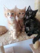 ❤️ Maine Coon Kitten ❤️