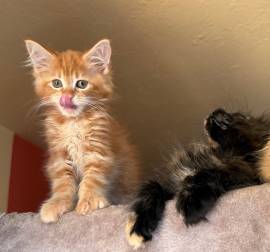 ❤️ Maine Coon Kitten ❤️