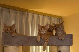 ❤️ Maine Coon Kitten ❤️