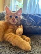 ❤️ Maine Coon Kitten ❤️