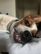MARLEY SUCHT SEIN TRAUM-ZUHAUSE