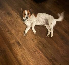 MARLEY SUCHT SEIN TRAUM-ZUHAUSE