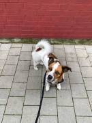 MARLEY SUCHT SEIN TRAUM-ZUHAUSE