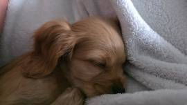 Englisch Cocker-Spaniel-Welpe Rüde