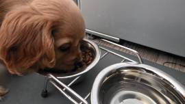 Englisch Cocker-Spaniel-Welpe Rüde