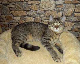 Katerchen Apollo sucht liebe Familie