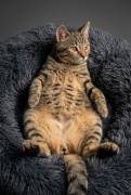 Katerchen Apollo sucht liebe Familie