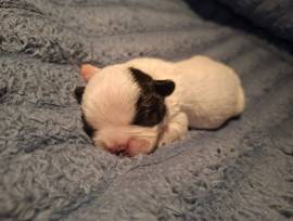 Französische Bulldoggen Mix Welpen 