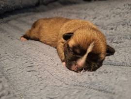 Französische Bulldoggen Mix Welpen 