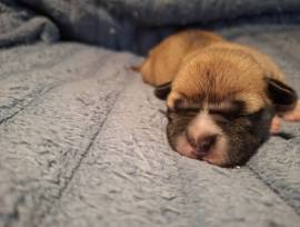 Französische Bulldoggen Mix Welpen 
