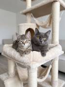 Warum müssen es immer Kitten sein?