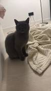 Liebevolles Zuhause für Vimas gesucht 🐾