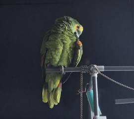 Blaustirn Amazone