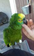 Blaustirn Amazone