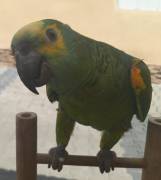 Blaustirn Amazone