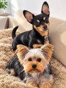 Wunderschöner Yorkshire Terrier Mix Welpe 