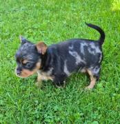 Wunderschöner Yorkshire Terrier Mix Welpe 