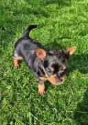 Wunderschöner Yorkshire Terrier Mix Welpe 