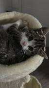 Süße Katze zum verkaufen 