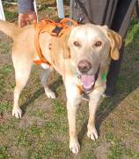 Spike, ca. 2 Jahre, sucht Happy-Home 