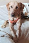 Spike, ca. 2 Jahre, sucht Happy-Home 