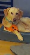Spike, ca. 2 Jahre, sucht Happy-Home 