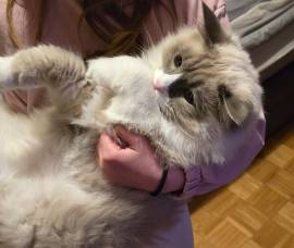 Wunderschöner Ragdoll-Jungkater (9 Monate) 💙 Blau