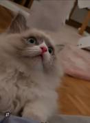 Wunderschöner Ragdoll-Jungkater (9 Monate) 💙 Blau