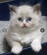 Wunderschöner Ragdoll-Jungkater (9 Monate) 💙 Blau