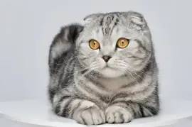 Ich suche eine Scottish Fold Katze (weiblich) 