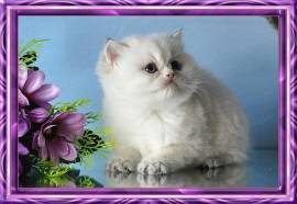 Wunderschöne BKH Britisch Kurzhaar Kitten 