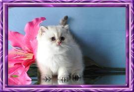 Wunderschöne BKH Britisch Kurzhaar Kitten 