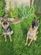 Hunde Welpen 