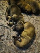 Hunde Welpen 
