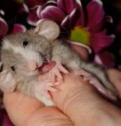 Wunderschöne Rattenbabys aus liebevoller Zucht