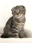 Scottish Fold