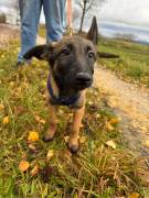 Malinois Welpe Rüde