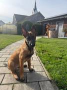 Malinois Welpe Rüde