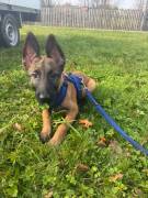 Malinois Welpe Rüde