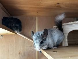 Zwei liebe Chinchillas abzugeben