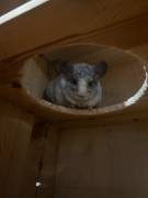 Zwei liebe Chinchillas abzugeben