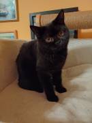 Dreamteam Elvis und Dolly suchen ihr Zuhause