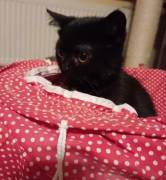 Dreamteam Elvis und Dolly suchen ihr Zuhause