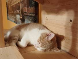 Dreamteam Elvis und Dolly suchen ihr Zuhause