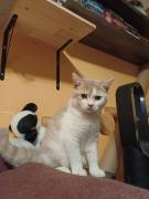 Dreamteam Elvis und Dolly suchen ihr Zuhause