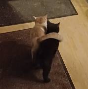 Dreamteam Elvis und Dolly suchen ihr Zuhause