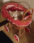 Dreamteam Elvis und Dolly suchen ihr Zuhause