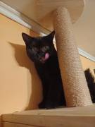 Dreamteam Elvis und Dolly suchen ihr Zuhause