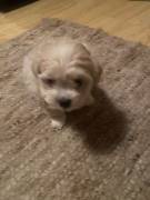 Yorkshire Mischling Welpen 